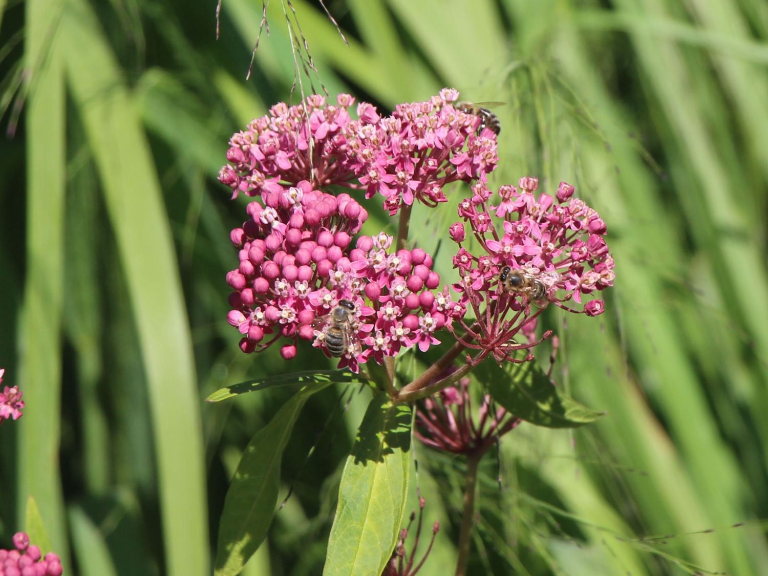 Seidenpflanzen (Asclepias)