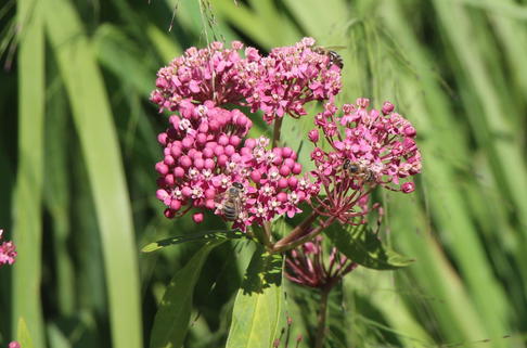 Seidenpflanze 'Soulmate' - Asclepias incarnata 'Soulmate'