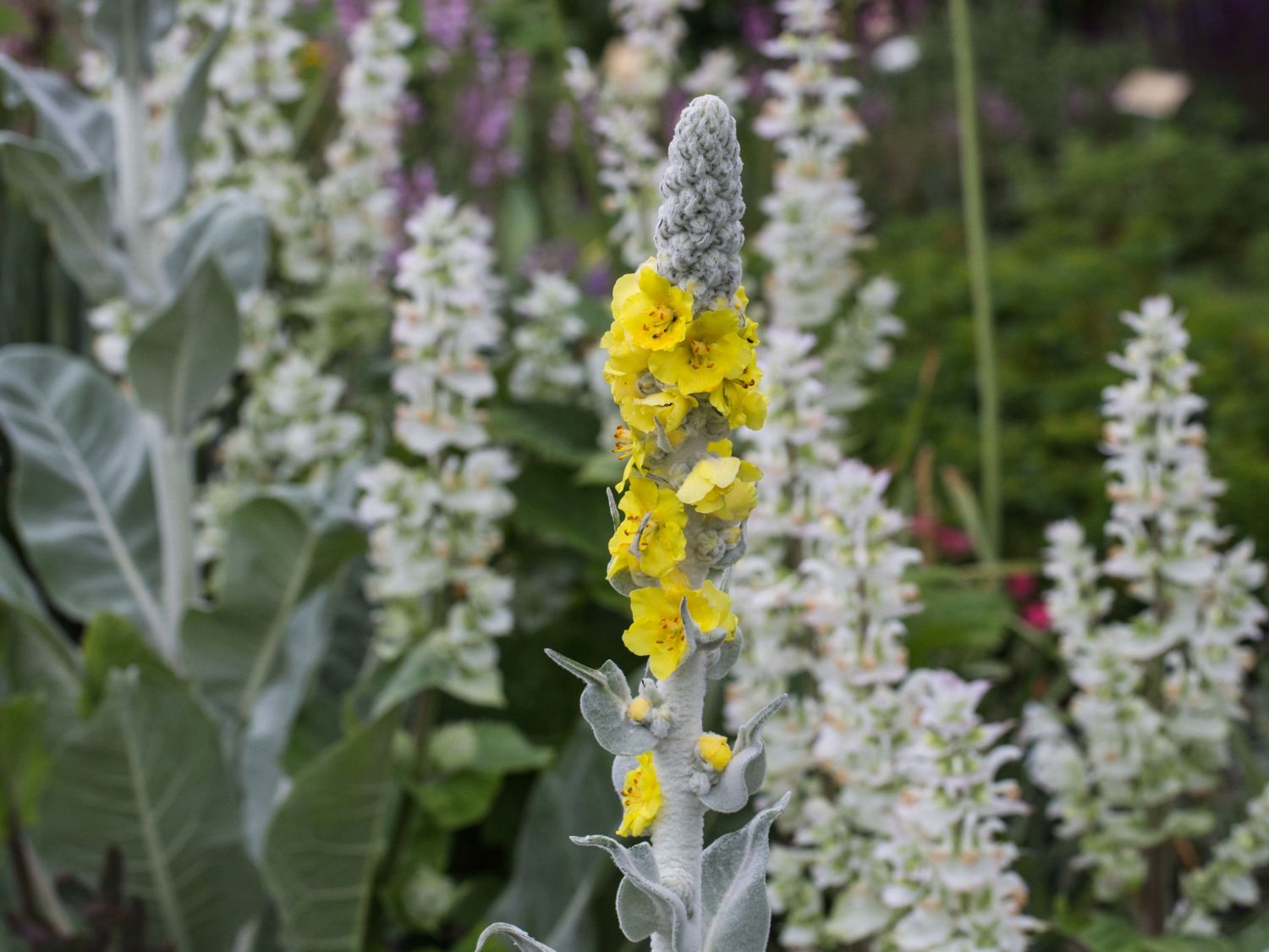 Königskerzen (Verbascum)