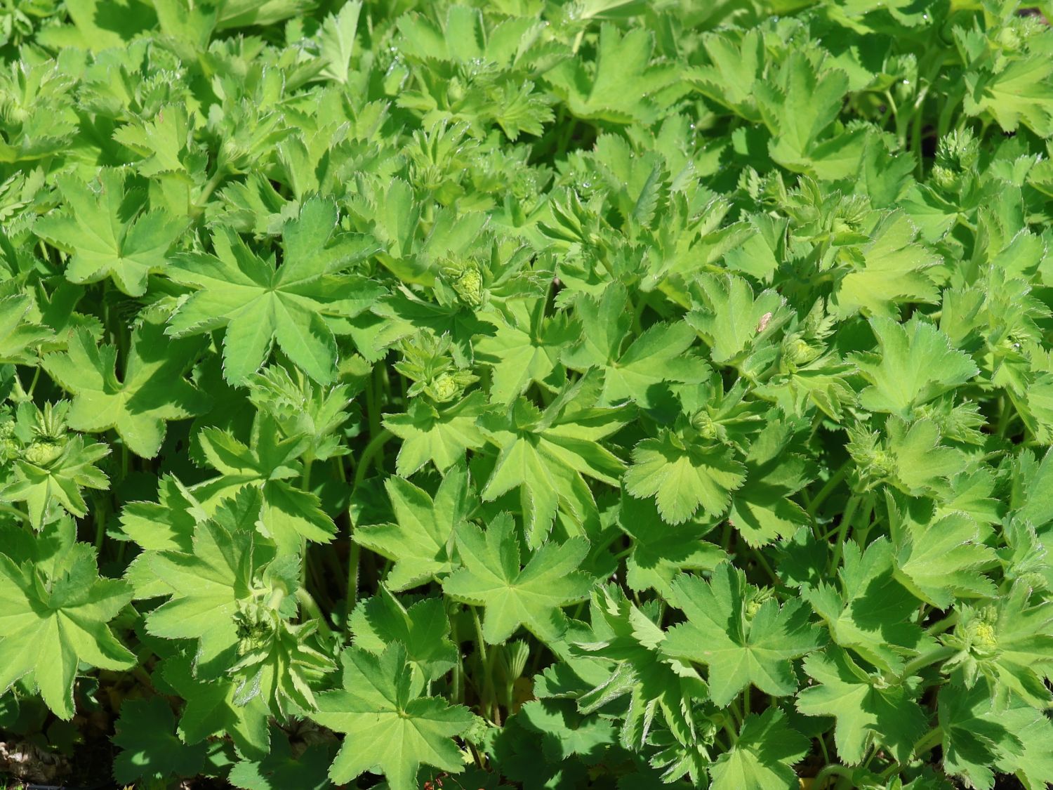 Seidiger Frauenmantel 'Gold Strike'