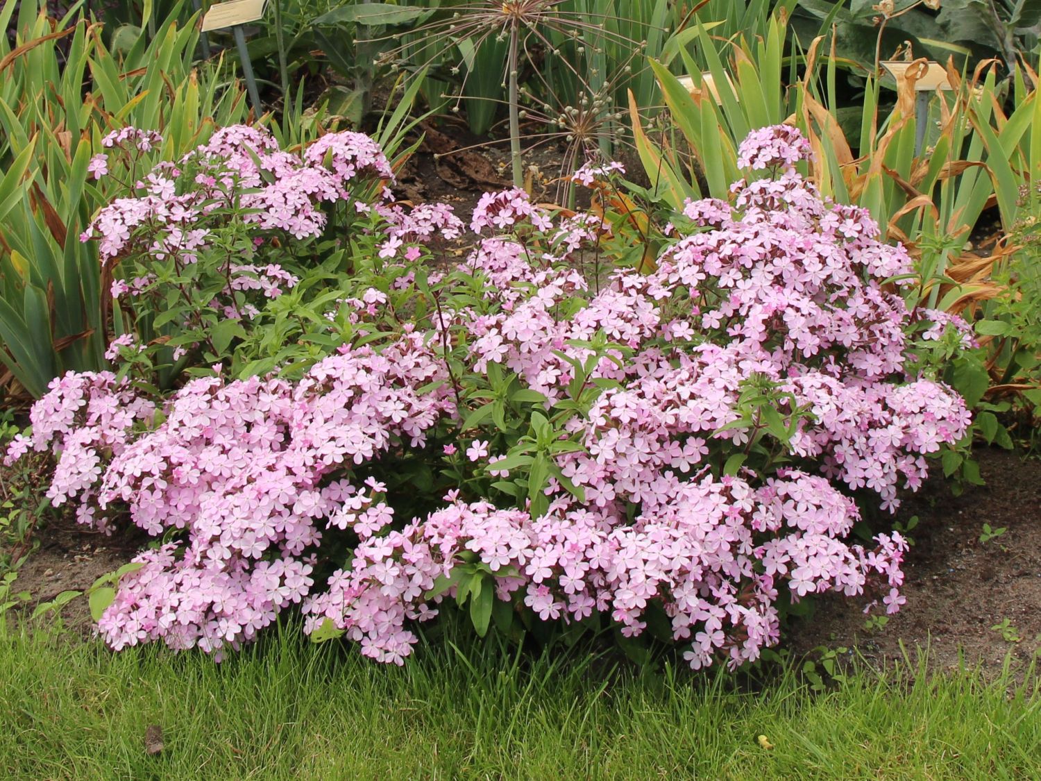Seifenkräuter (Saponaria)