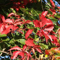 Selbstklimmender Mauerwein 'Engelmannii' - Parthenocissus quinquefolia 'Engelmannii'