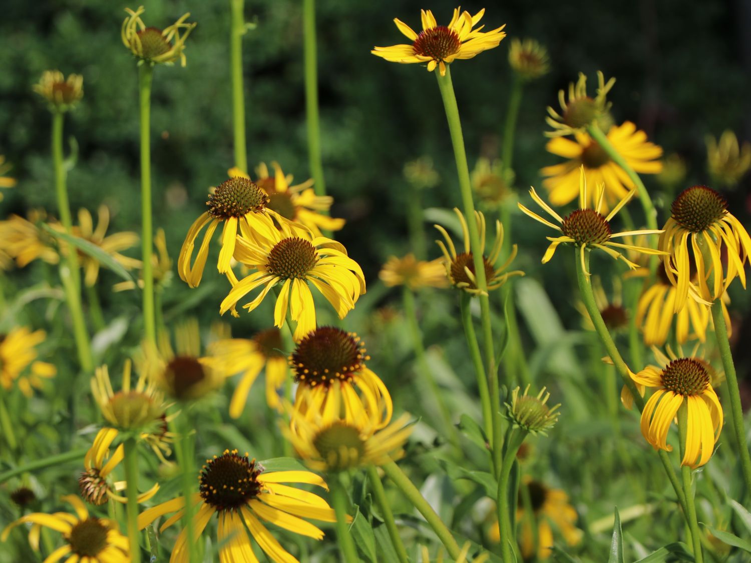 Seltsamer Scheinsonnenhut