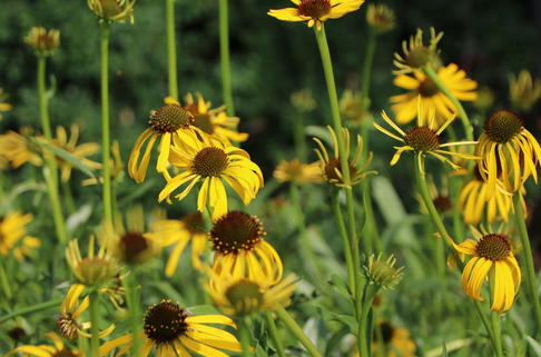 Seltsamer Scheinsonnenhut - Echinacea paradoxa