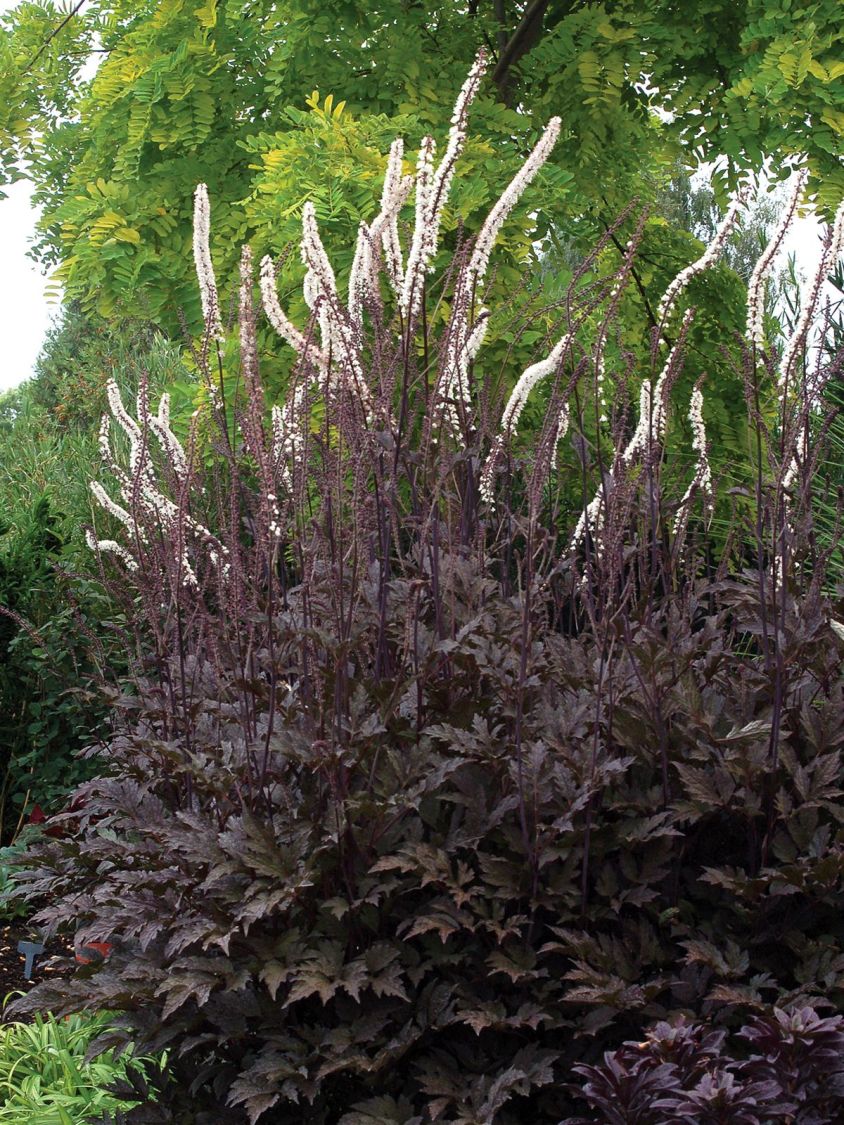 Juli-Silberkerze 'Black Negligee' - Actaea racemosa 'Black Negligee'