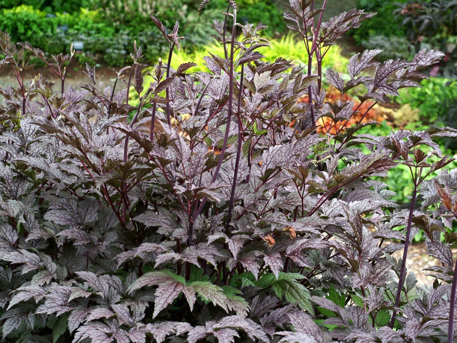 Juli-Silberkerze 'Black Negligee' - Actaea racemosa 'Black Negligee'