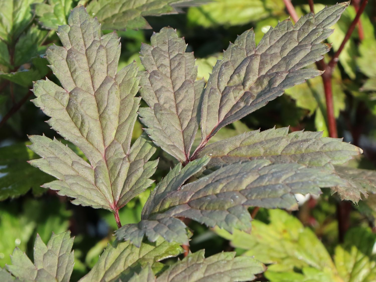 September-Silberkerze 'Chocoholic' - Actaea ramosa 'Chocoholic'