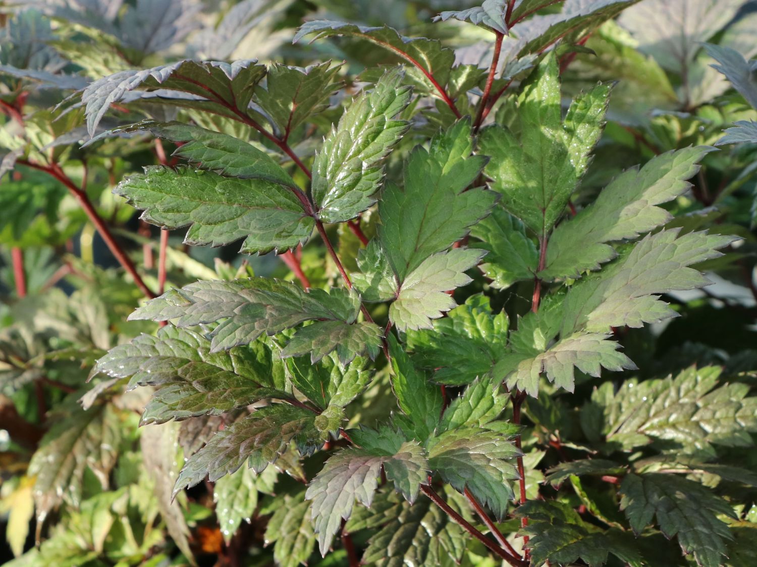 September-Silberkerze 'Chocoholic' - Actaea ramosa 'Chocoholic'