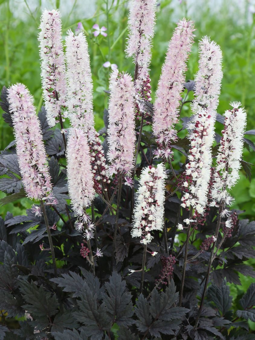 September-Silberkerze 'Chocoholic' - Actaea ramosa 'Chocoholic'