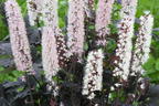 September-Silberkerze 'Chocoholic' - Actaea ramosa 'Chocoholic'