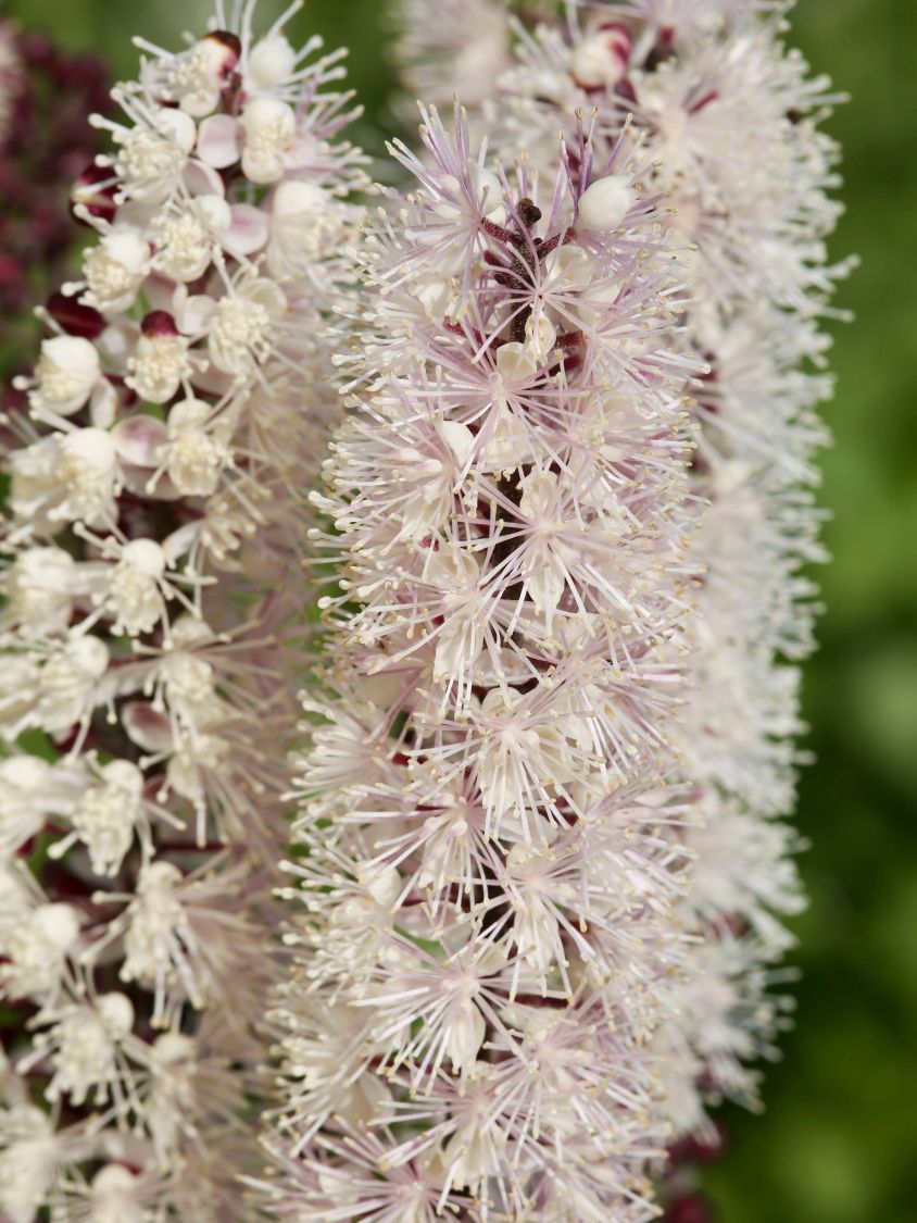 September-Silberkerze 'Chocoholic' - Actaea ramosa 'Chocoholic'