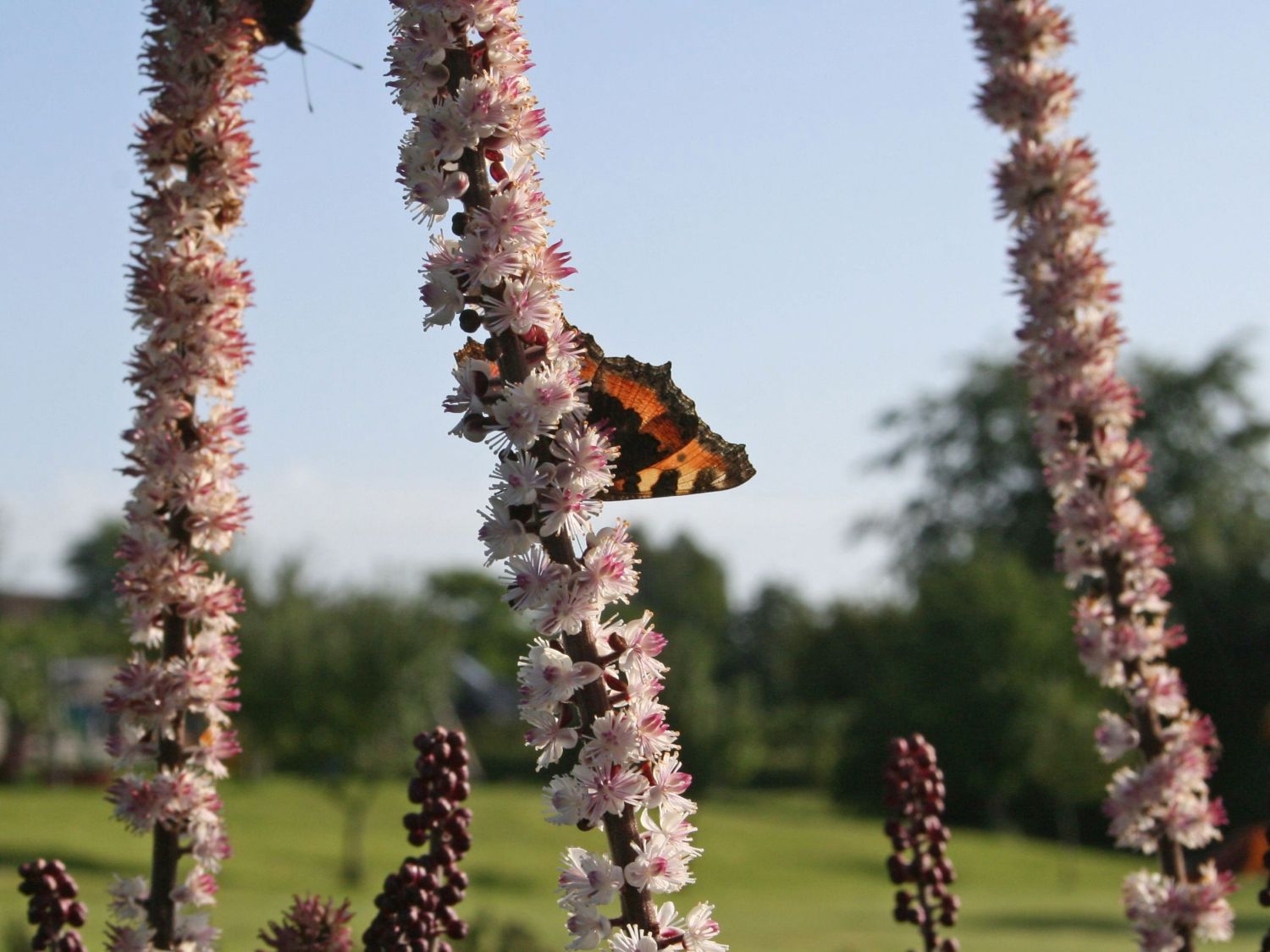 September Silberkerze - Actaea ramosa 'Atropurpurea'
