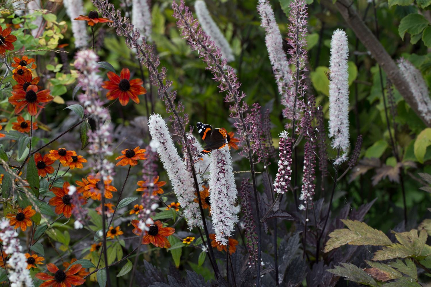 September-Silberkerze 'Pink Spike' ®