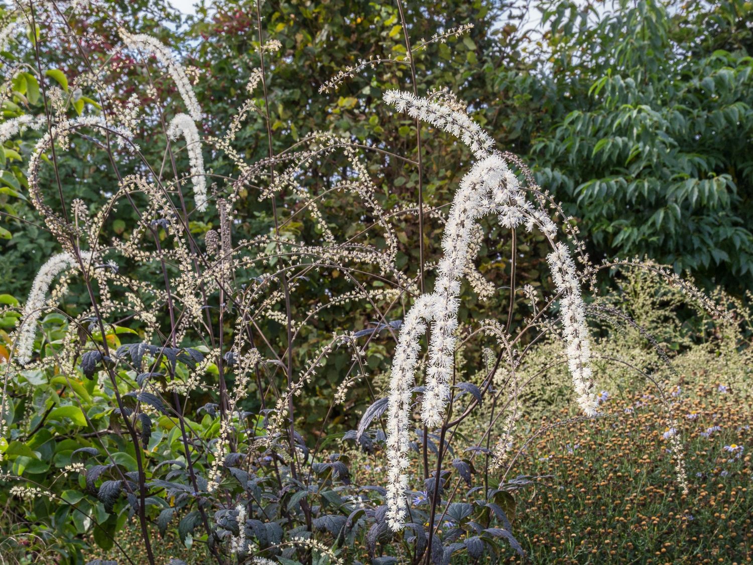 September-Silberkerze 'Queen of Sheba'
