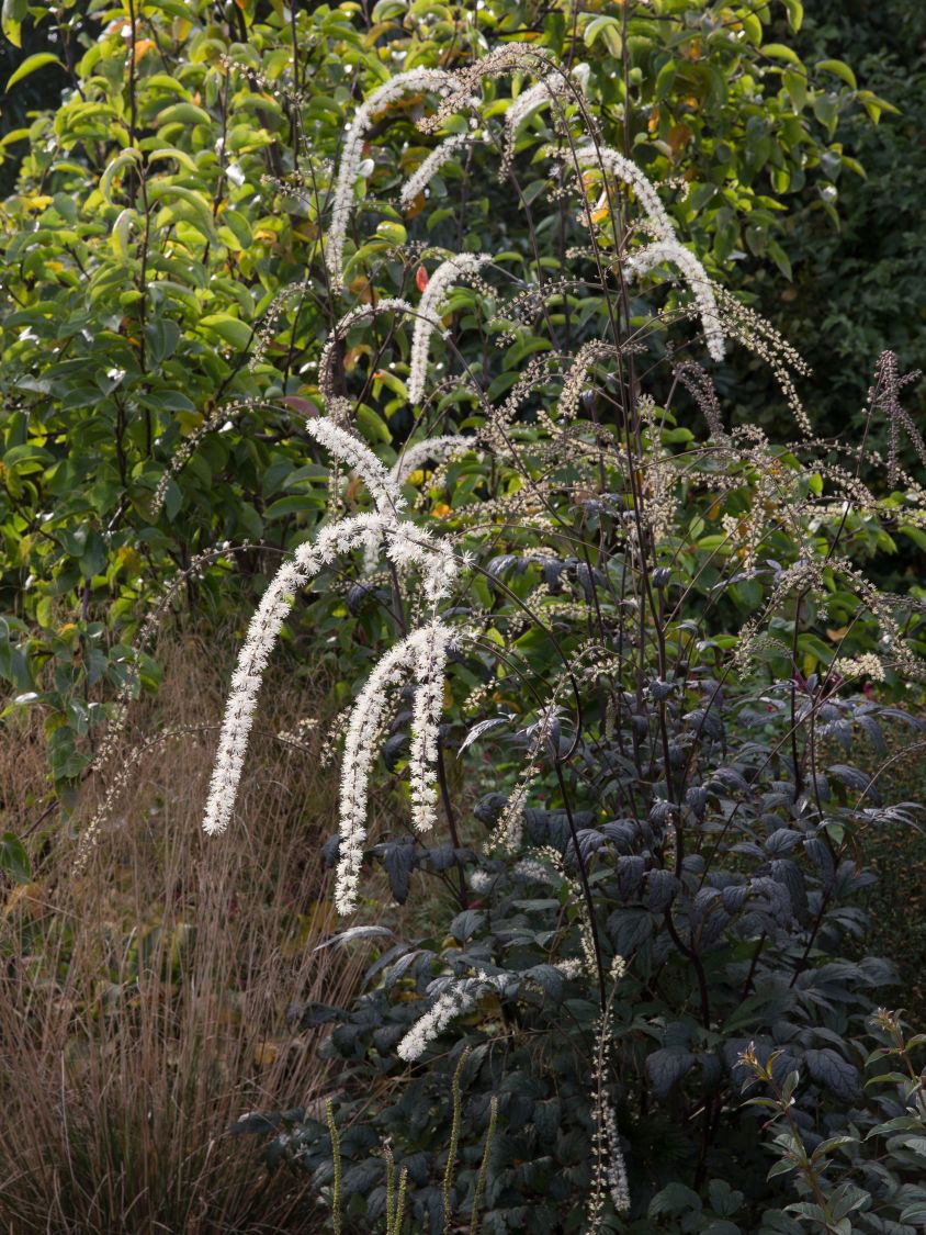 September-Silberkerze 'Queen of Sheba' - Actaea ramosa 'Queen of Sheba'
