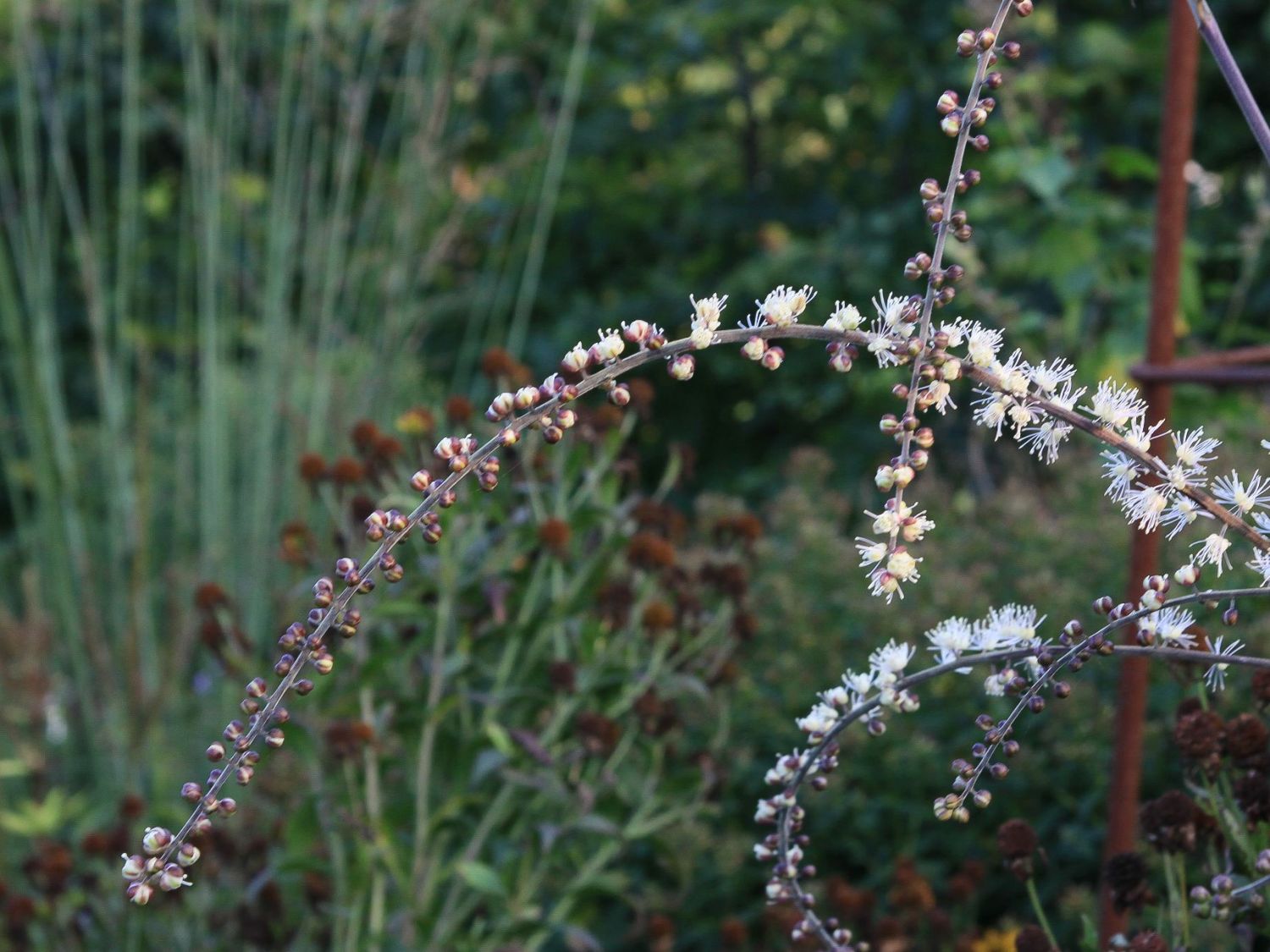 September-Silberkerze 'Queen of Sheba' - Actaea ramosa 'Queen of Sheba'