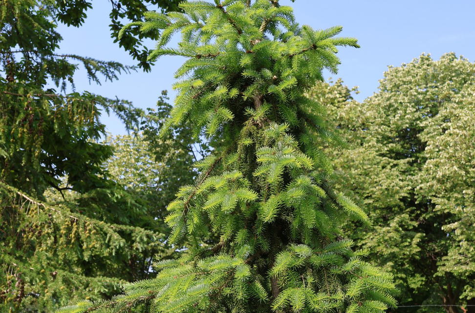 Koniferen Coniferales Wissen Pflanzen Dieser Ordnung koniferen-coniferales-wissen-pflanzen-dieser-ordnung