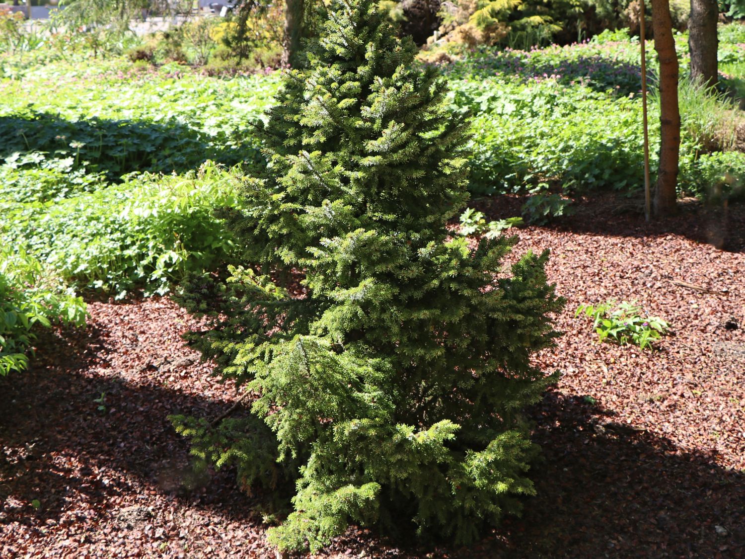 Serbische Kegelfichte 'Nana'