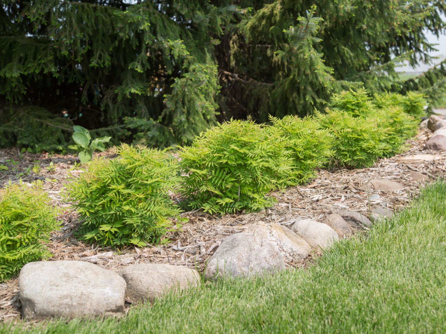 Sibirische Fiederspiere 'Matcha Ball' ®