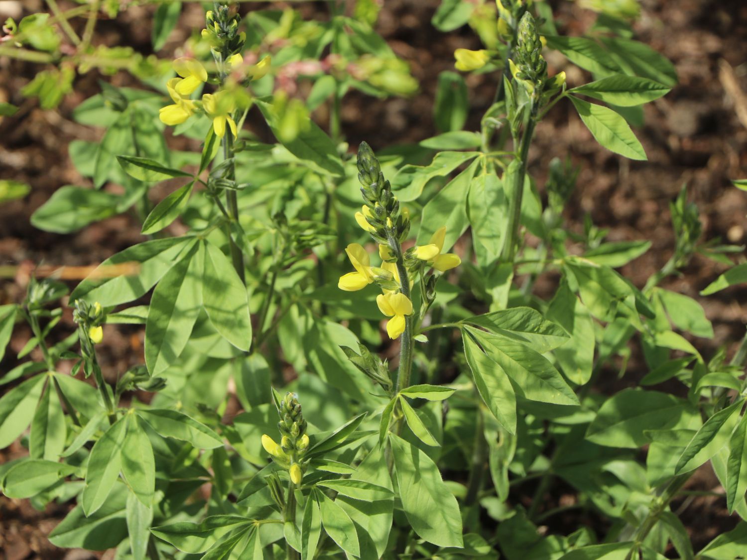 Thermopsis (Thermopsis)