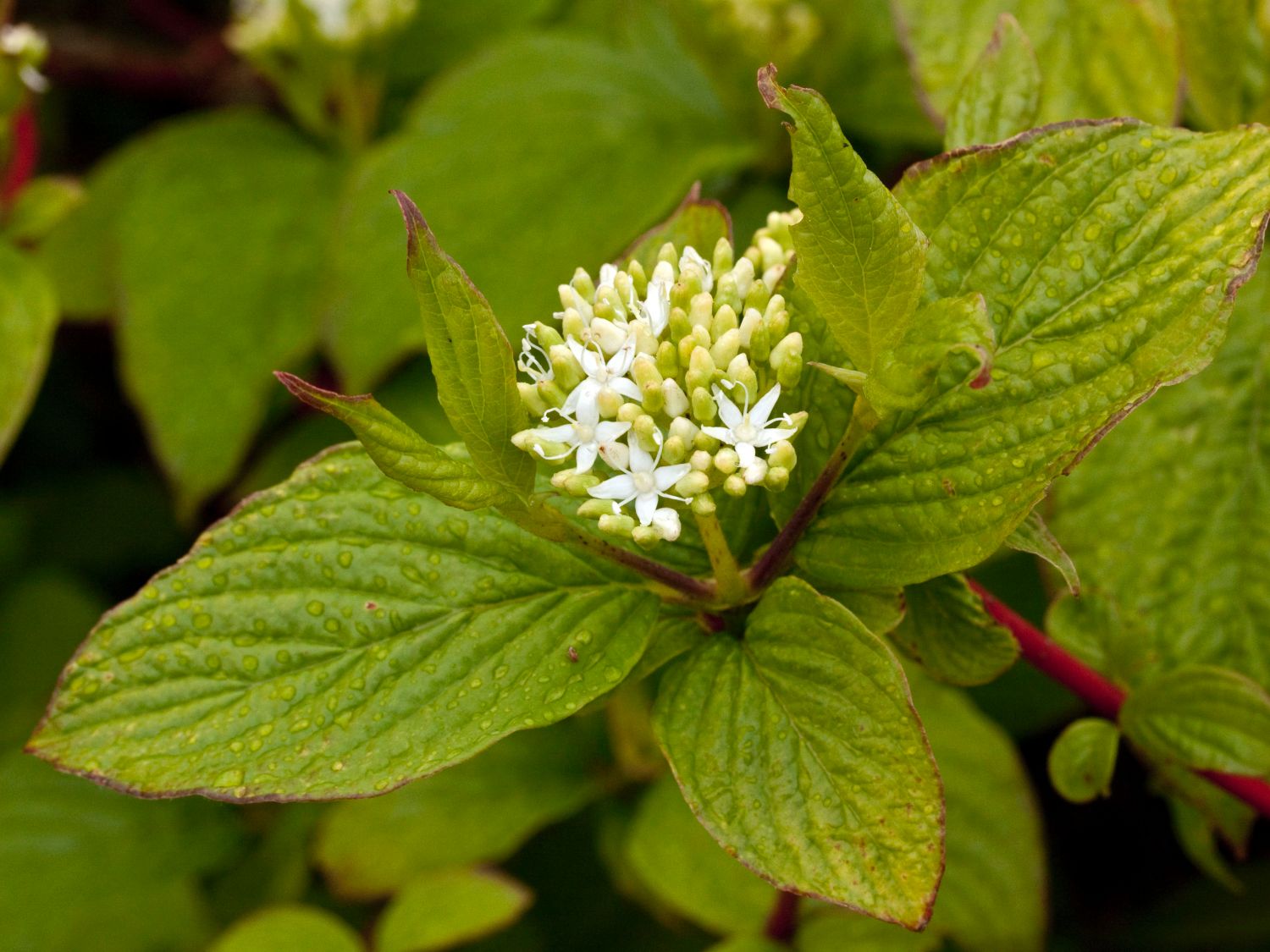 Sibirischer Hartriegel 'Baton Rouge' Cornus alba 'Baton Rouge