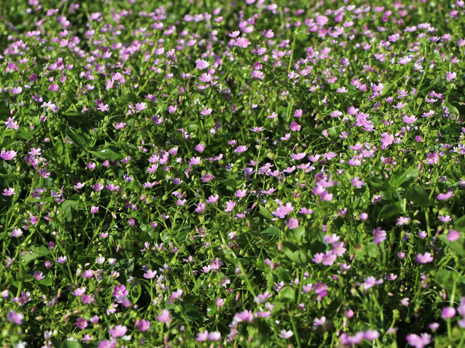 Portulakgewächse (Portulacaceae)
