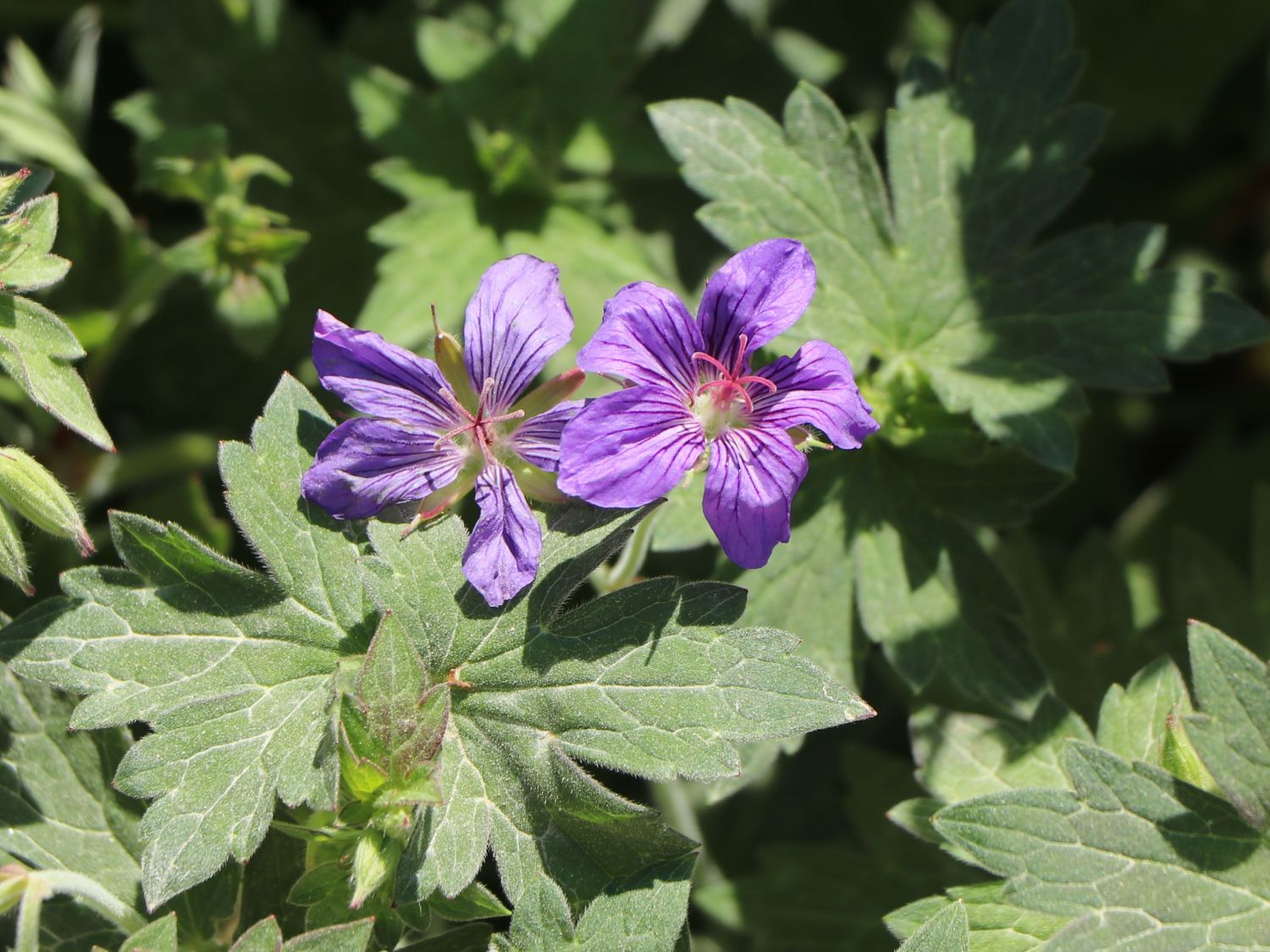 Sibirischer / Wlassovs Storchschnabel - Geranium wlassovianum