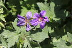 Sibirischer / Wlassovs Storchschnabel - Geranium wlassovianum