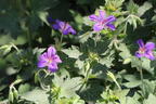 Sibirischer / Wlassovs Storchschnabel - Geranium wlassovianum