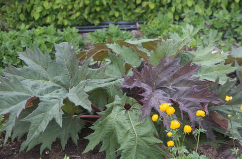 Sibirischer Zier-Rhabarber - Rheum palmatum var. tanguticum