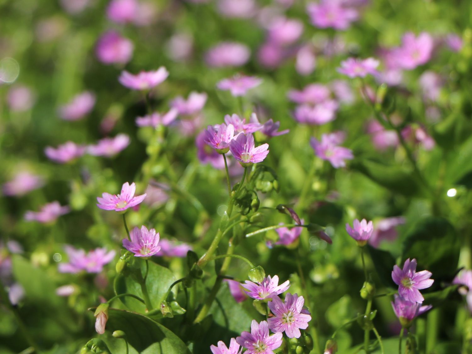 Sibirisches Tellerkraut - Claytonia sibirica