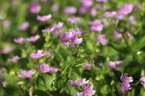 Sibirisches Tellerkraut - Claytonia sibirica