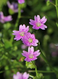 Tellerkräuter (Claytonia)