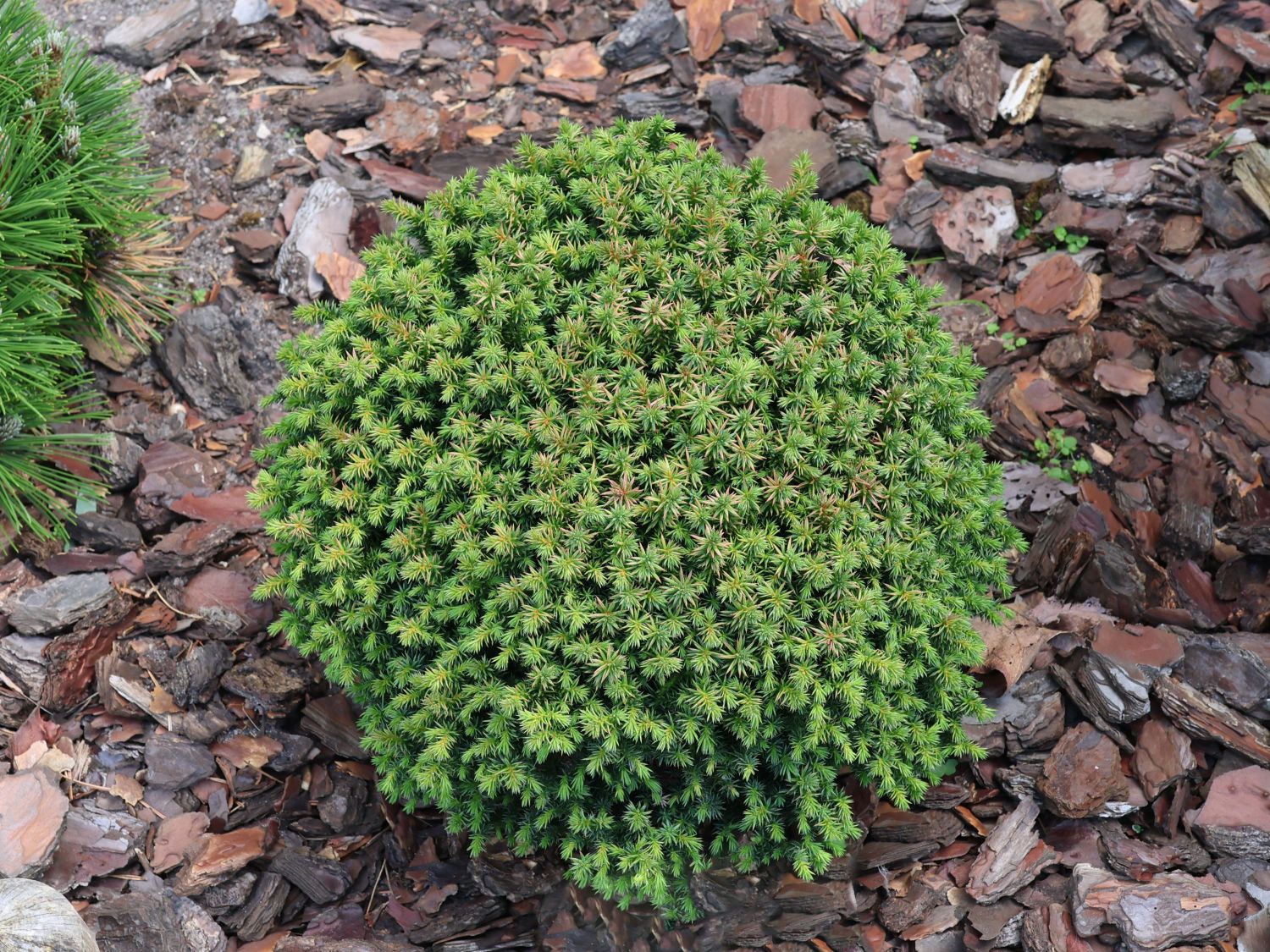 Sicheltanne 'Compressa' - Cryptomeria japonica 'Compressa'