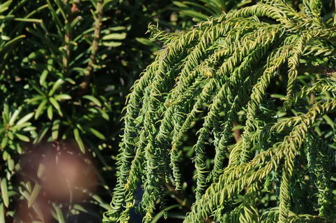 Sicheltanne 'Kyara Gold' - Cryptomeria japonica 'Kyara Gold'
