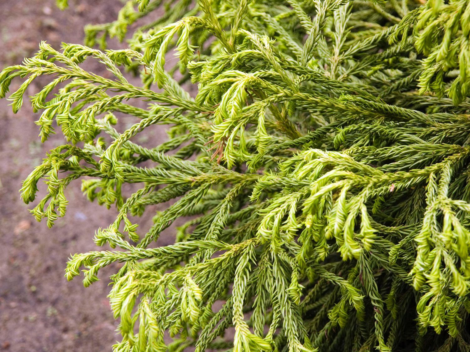 Sicheltanne (Cryptomeria)