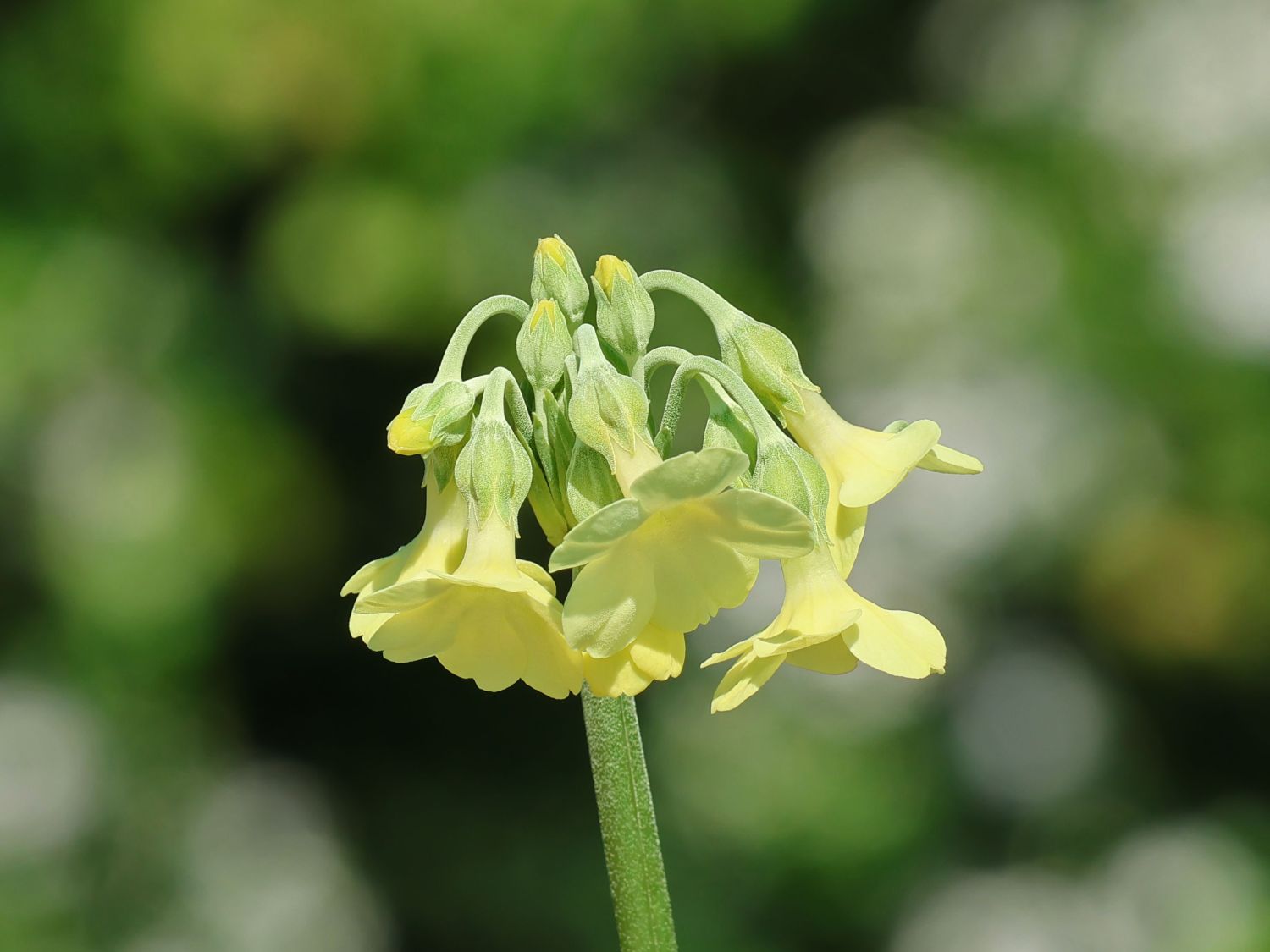 Sikkim-Glocken-Schlüsselblume
