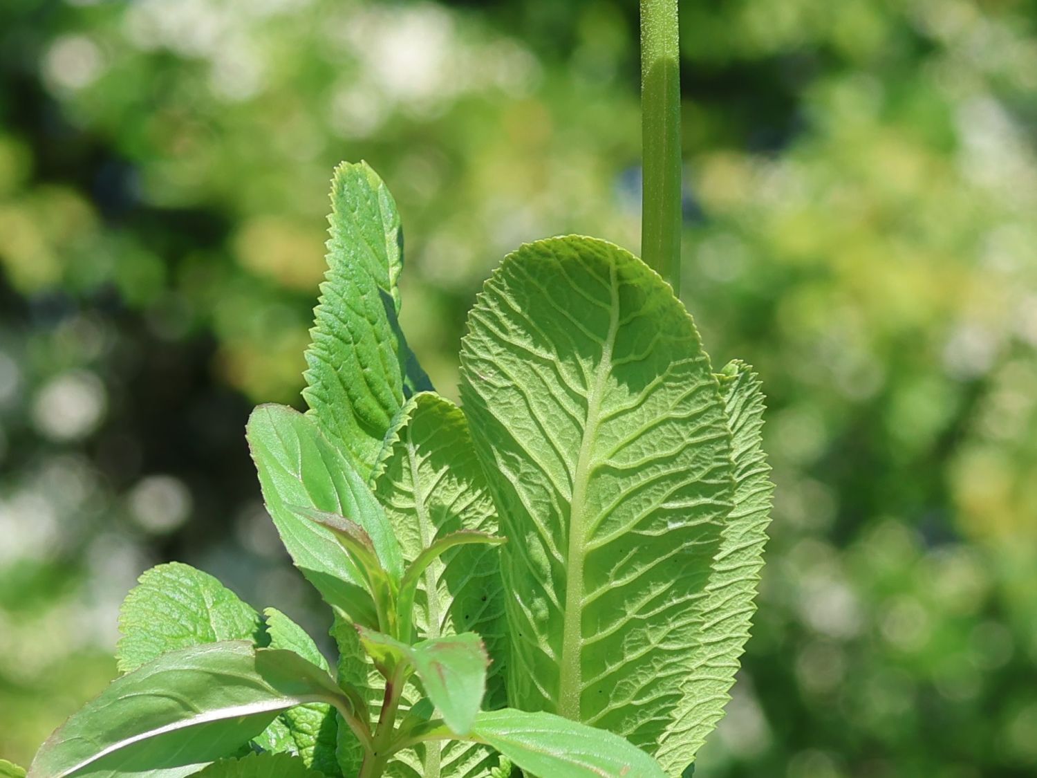 Sikkim-Glocken-Schlüsselblume - Primula sikkimensis