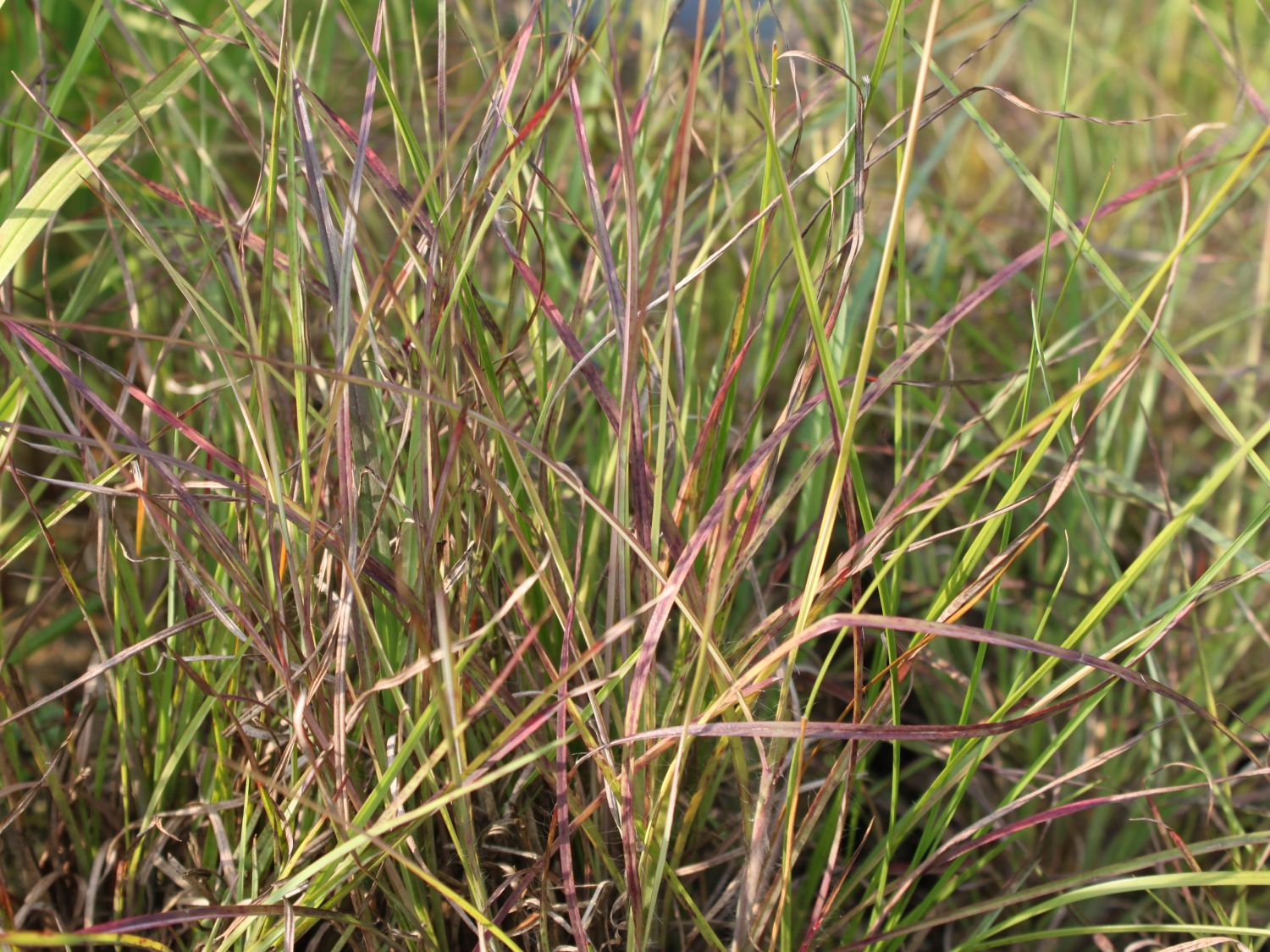 Bartgras (Andropogon)