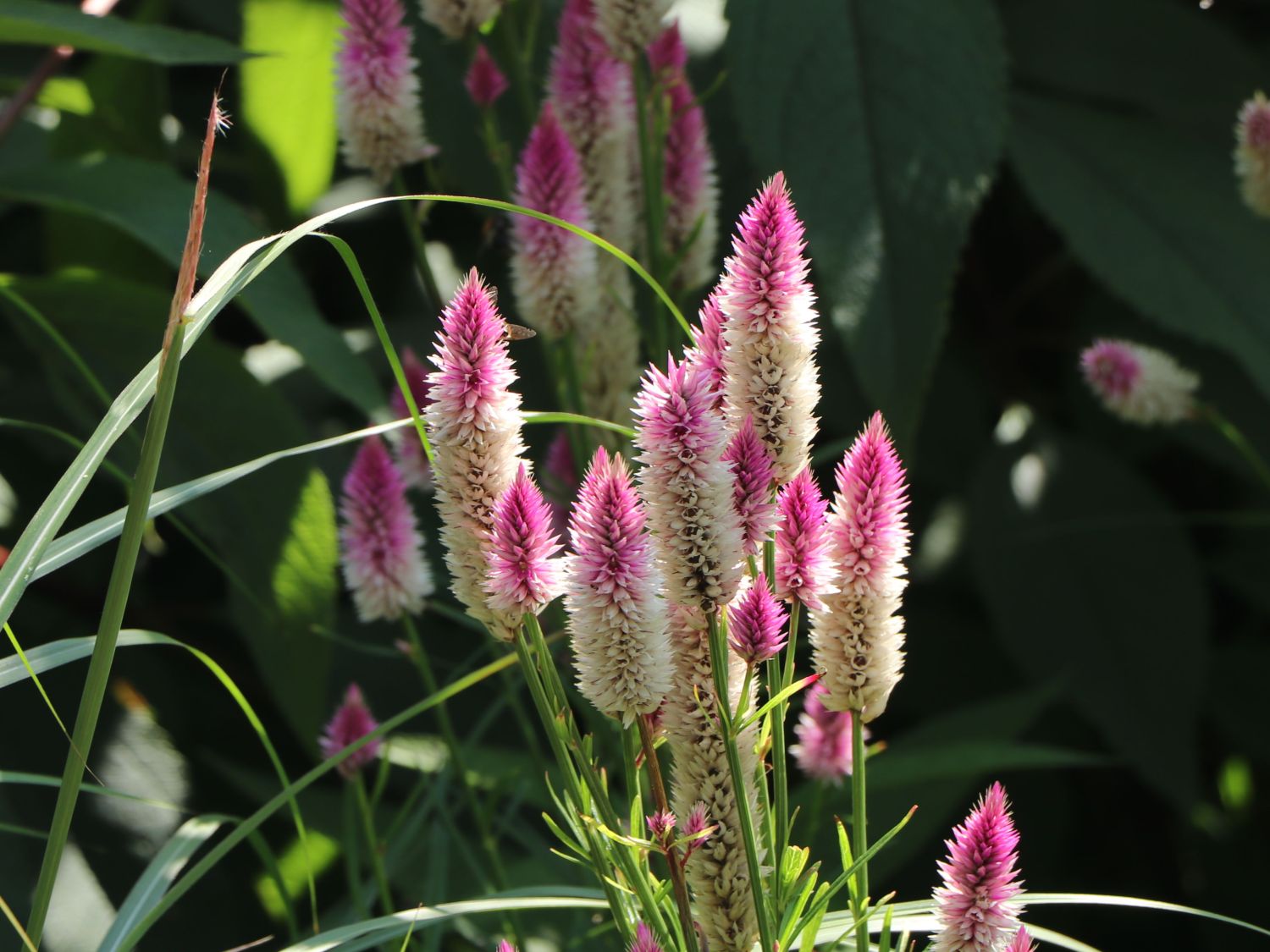 Fuchsschwanzgewächse (Amaranthaceae)