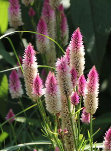 Fuchsschwanzgewächse (Amaranthaceae)