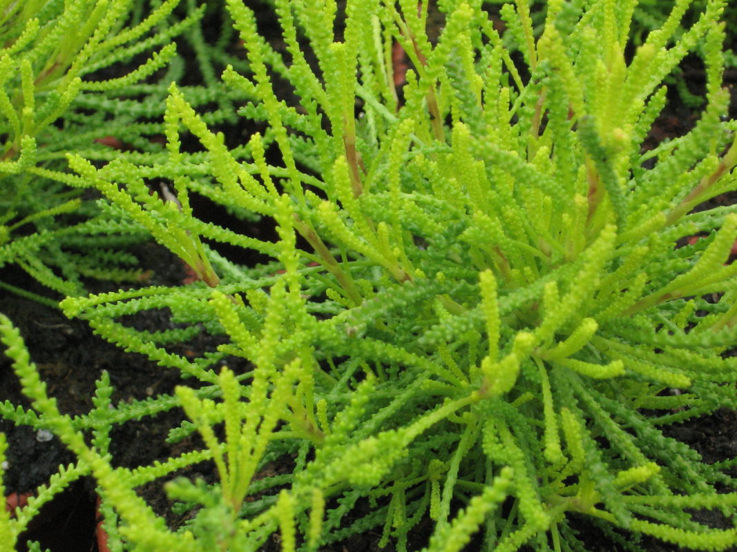 Graues Heiligenkraut 'Lemon Fizz' - Santolina chamaecyparissus 'Lemon Fizz'