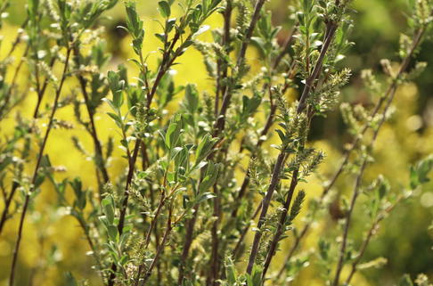 Silber-Kriechweide - Salix repens var. nitida