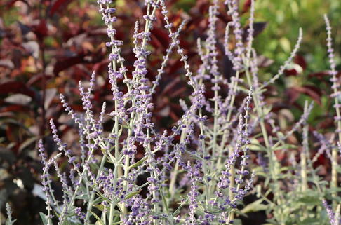 Silber-Perowskie 'Silvery Blue' - Perovskia atriplicifolia 'Silvery Blue'