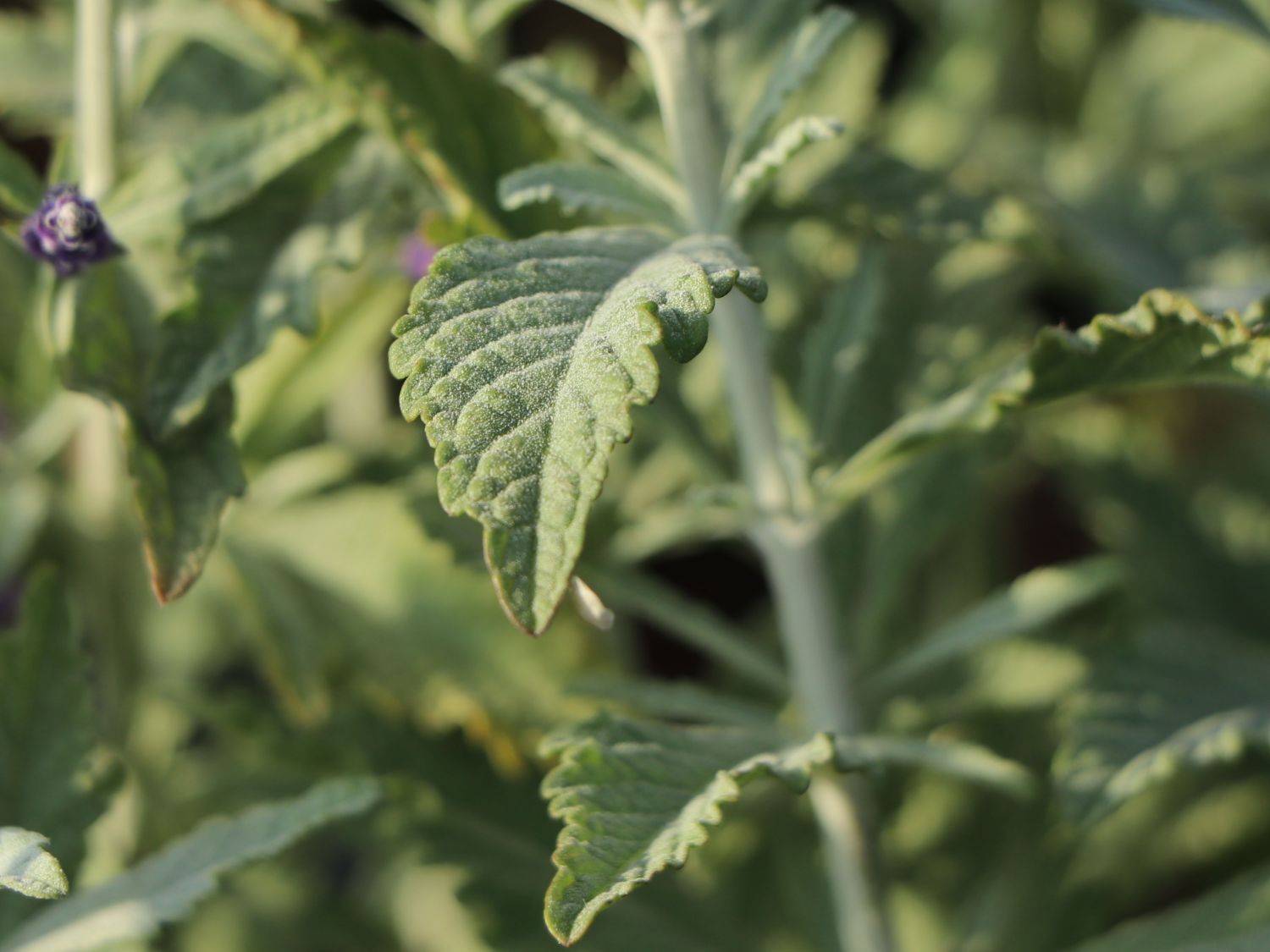 Silber-Perowskie 'Silvery Blue' - Perovskia atriplicifolia 'Silvery Blue'