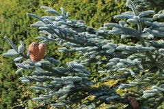 Silber-Tanne / Nobilis-Tanne 'Glauca'