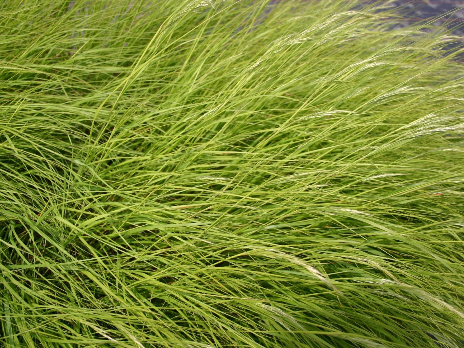 Achnatherum (Achnatherum)