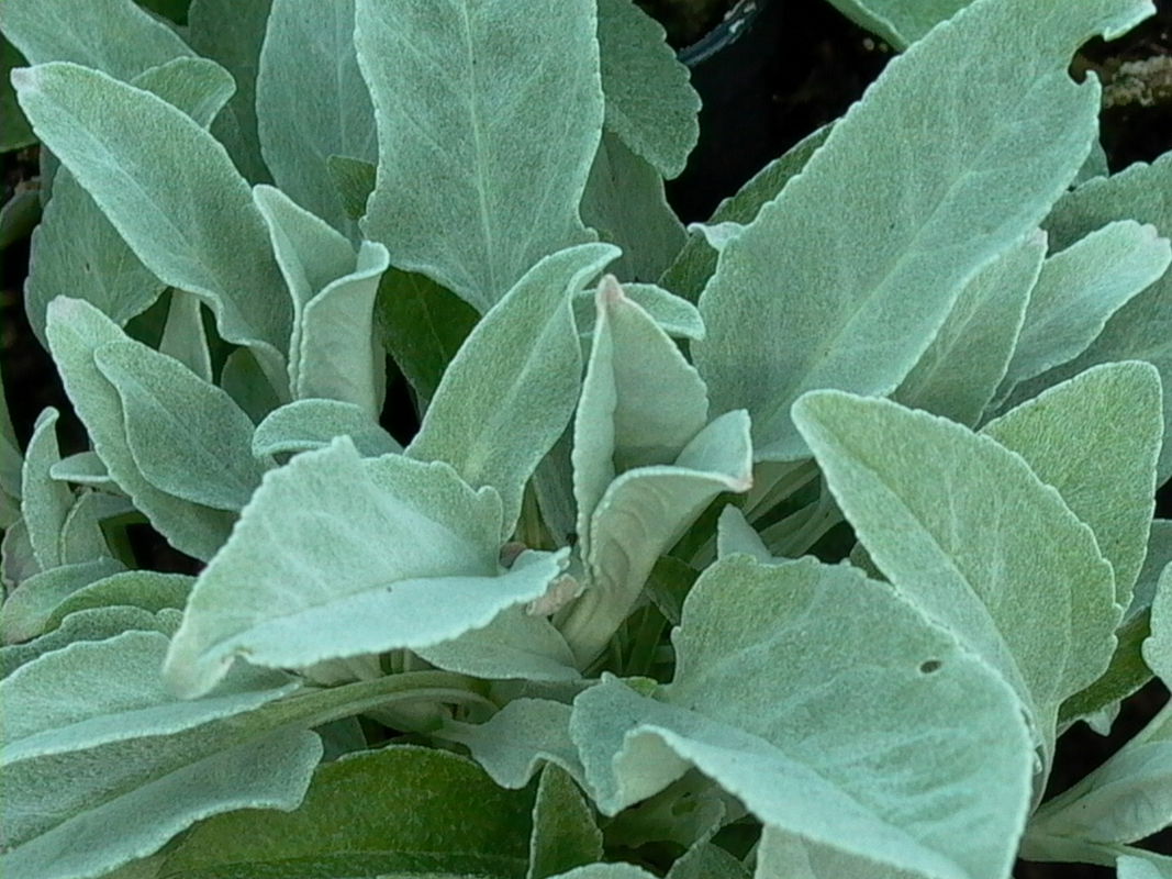 Silberblatt-Ehrenpreis