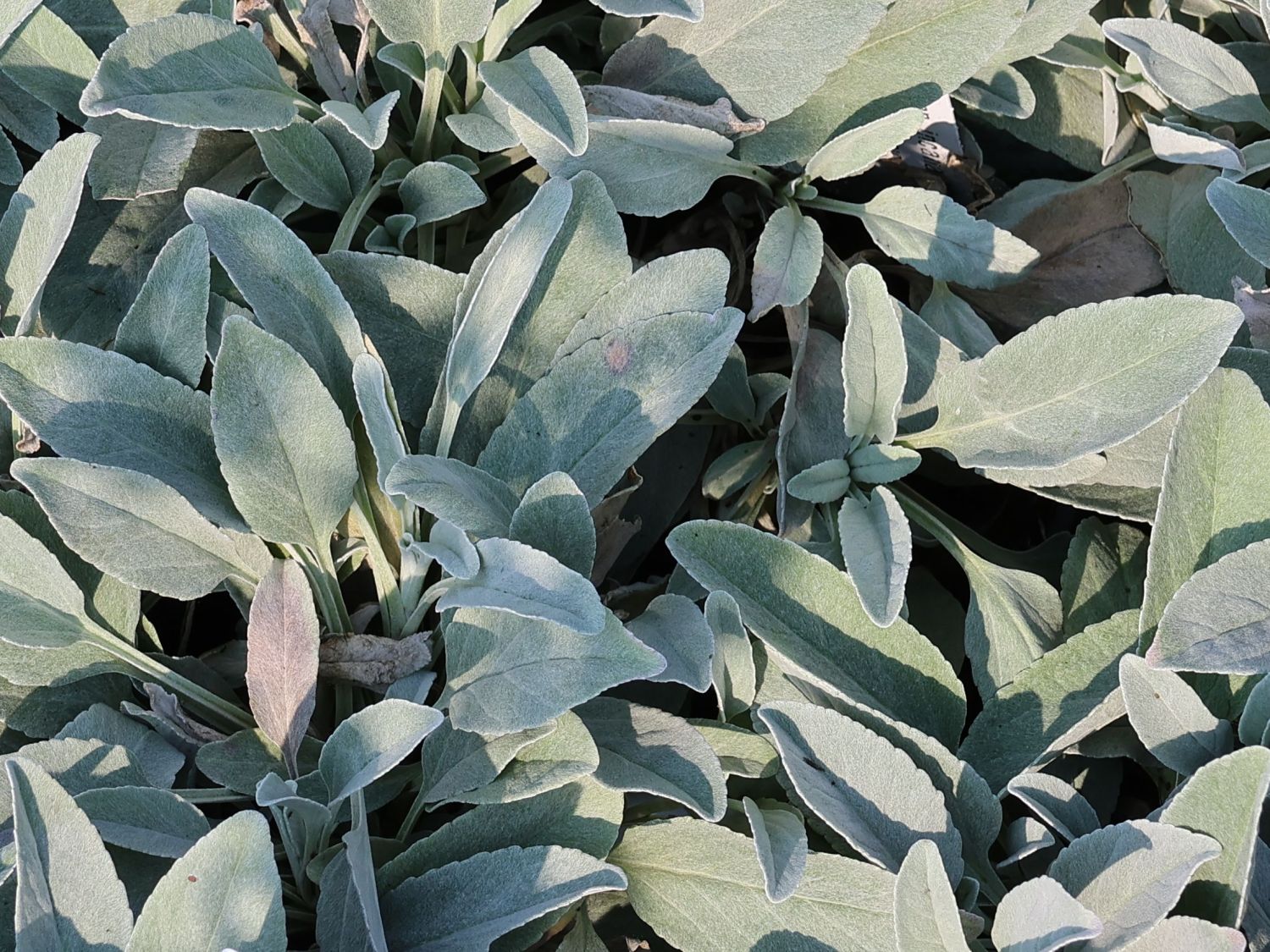 Silberblatt-Ehrenpreis 'Silberteppich'