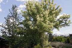 Silbereschen Ahorn